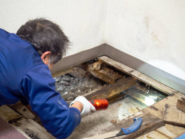 Best Mold Cleaning Services  in Matoaca, VA