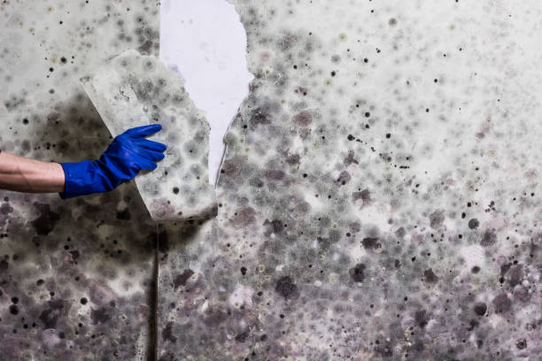 Best Black Mold Removal  in Matoaca, VA